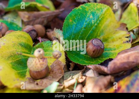Hazelnuts Among Fall Colored Leaves In The Forest Stock Photo