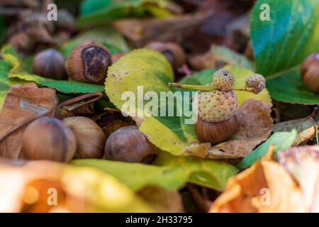 Hazelnuts Among Fall Colored Leaves In The Forest Stock Photo