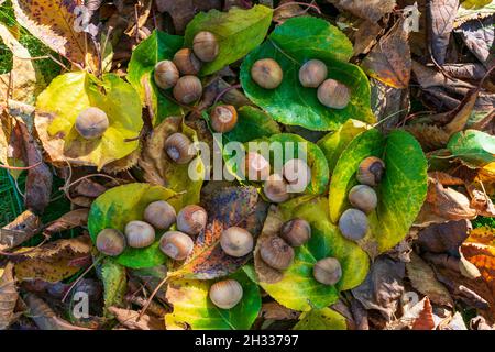 Hazelnuts Among Fall Colored Leaves In The Forest Stock Photo
