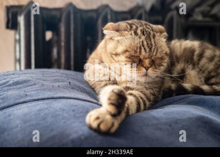 Beautiful Scottish Fold cat sleeps on a soft ottoman next to a warm radiator.  Stock Photo