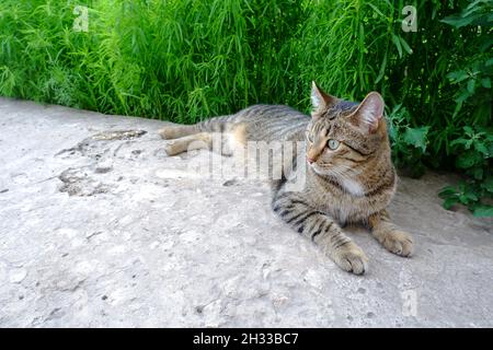 The cat lies on a concrete path. Domestic pet on the background of green foliage of kochia Stock Photo