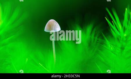 Small, fragile-looking, light  fungus grows on a forest floor between dark green star-shaped moss. Stock Photo