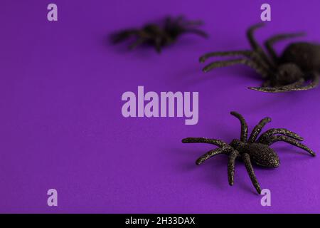 Three black horror spiders of different sizes directions on vibrant purple backdrop with copy space. Halloween decoration spooky background concept fo Stock Photo