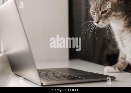Serious cat works remotely on a laptop while sitting at home. Lifestyle. Close-up. Stock Photo