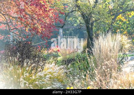 Sommerblumen-Garten, Moor-Reitgras  (Calamagrostis × acutiflora 'Karl Foerster'), Lampenputzer-Gras (Pennisetum alopecuroides 'Hameln'), Treptower Par Stock Photo