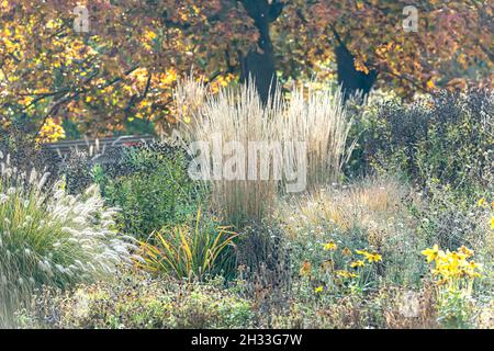 Sommerblumen-Garten, Moor-Reitgras  (Calamagrostis × acutiflora 'Karl Foerster'), Treptower Park Berlin Stock Photo