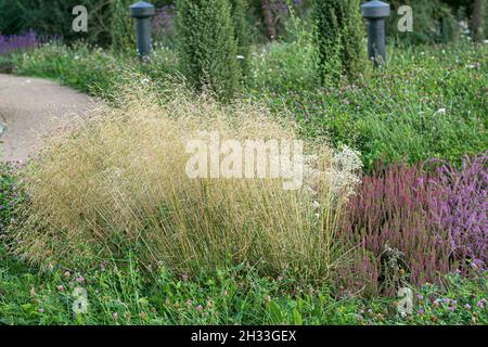 Wald-Schmiele (Deschampsia cespitosa 'Goldschleier') Stock Photo