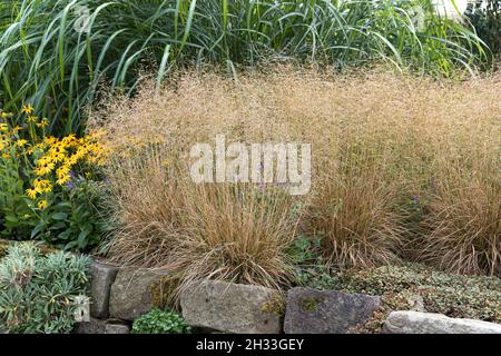 Wald-Schmiele (Deschampsia cespitosa 'Goldschleier') Stock Photo