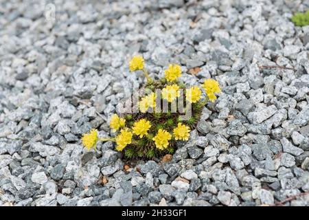 Hungerblümchen (Draba bruniifolia) Stock Photo