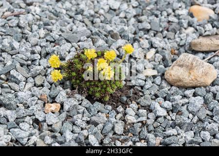 Hungerblümchen (Draba bruniifolia) Stock Photo