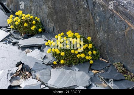 Hungerblümchen (Draba bruniifolia) Stock Photo