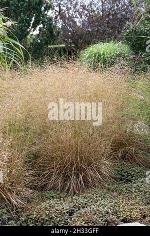 Wald-Schmiele (Deschampsia cespitosa 'Goldschleier') Stock Photo