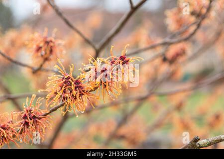 Hybrid-Zaubernuss (Hamamelis × intermedia 'Jelena') Stock Photo