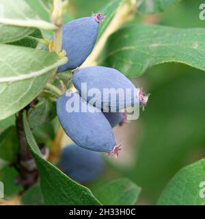 Blaue Honigbeere (Lonicera caerulea 'Leningradski Velikan') Stock Photo
