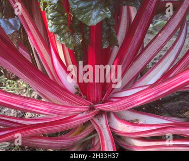 The crimson stems of red swiss chard vegetable plant Stock Photo