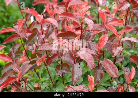 Glanzmispel (Photinia × fraseri 'Camilvy' Stock Photo - Alamy