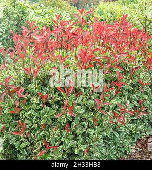 Glanzmispel (Photinia × fraseri PINK MARBLE) Stock Photo