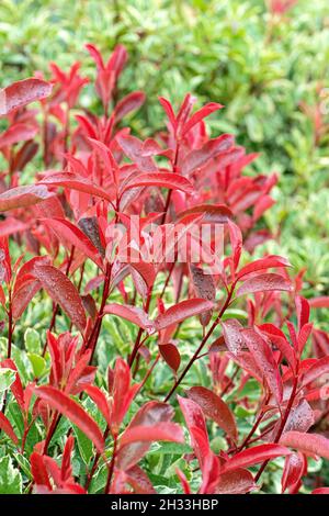 Glanzmispel (Photinia × fraseri PINK MARBLE) Stock Photo