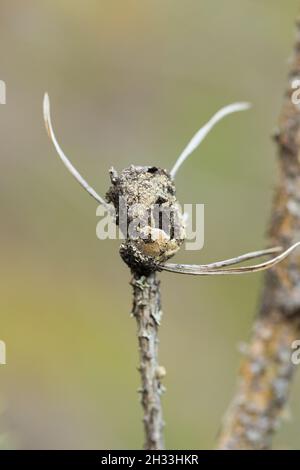 Pine resin gall moth larva (Retinia resinella) Stock Photo