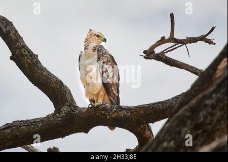 Immature African crowned eagle on a branch (Stephanoaetus coronatus), Lake Manyara National Park, Mto wa Mbu, Tanzania, Africa Stock Photo