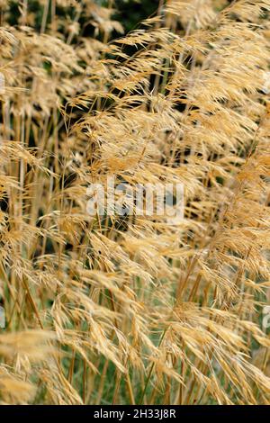 Stipa gigantea ornamental grass. Giant feather grass caught in a breeze in an autumn garden border displaying characteristic golden seedheads. UK Stock Photo