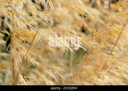 Stipa gigantea ornamental grass. Giant feather grass caught in a breeze in an autumn garden border displaying characteristic golden seedheads. UK Stock Photo