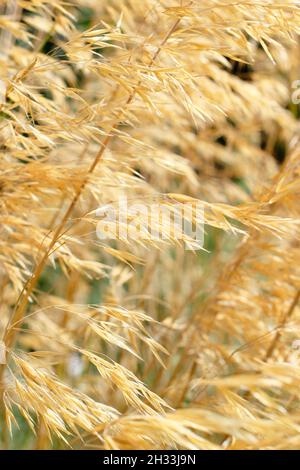 Stipa gigantea ornamental grass. Giant feather grass caught in a breeze in an autumn garden border displaying characteristic golden seedheads. UK Stock Photo