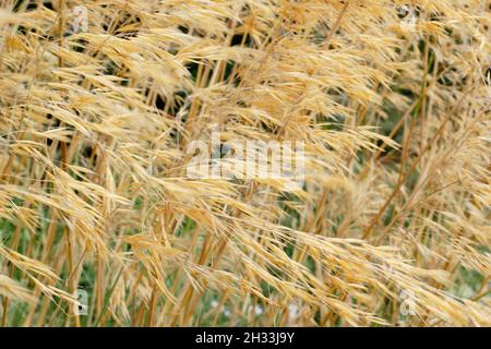 Stipa gigantea ornamental grass. Giant feather grass caught in a breeze in an autumn garden border displaying characteristic golden seedheads. UK Stock Photo