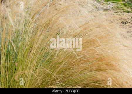 Stipa tenuissima. Masses of golden Mexican feather grass seedheads arching over a garden border in autumn. UK Stock Photo