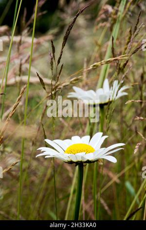 An Ox-eye daisy makes a bright splash of colour in a wild flower meadow. Stock Photo