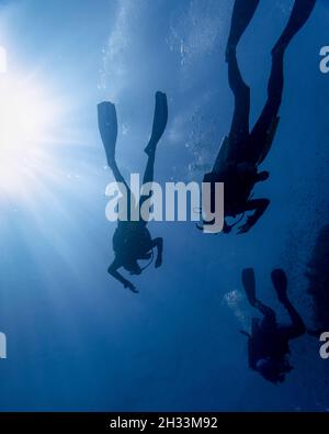 Scuba divers underwater, Barracuda Bommie Dive Site, Great Barrier Reef, Queensland, Australia Stock Photo