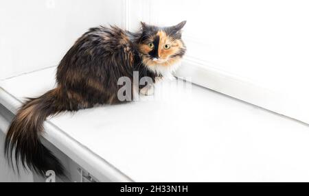 Wary or surprised three-color fluffy cat is sitting on white windowsill. Favorite domestic pet. Selective focus. Copy space for text. Stock Photo