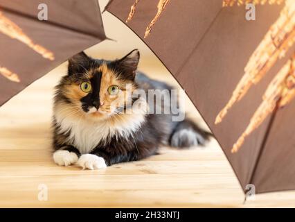 Surprised young fluffy three-color orange-black-and-white cat is lying among brown umbrellas on wooden floor and looking at camera. Favorite pets. Stock Photo