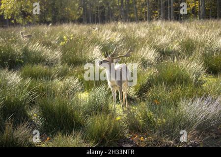 A cute deer is watching out at the cold fresh air in freedom at a high grassy meadow. Stock Photo