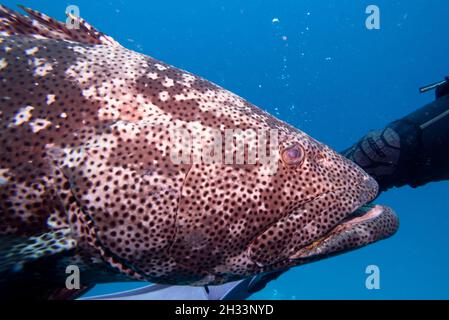 Grouper fish near scuba diver, Castle Rock Dive Site, Nursery Dive Site, Great Barrier Reef, Queensland, Australia Stock Photo