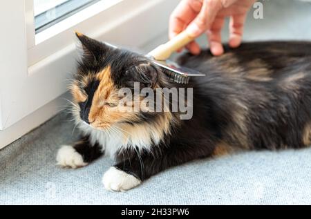 Woman's hand combing lying on windowsill on grey litter domestic long-haired three-color pleased cat with metal brush. Favorite pets. Pet care. Horizo