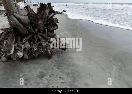Driftwood trees on a sandy beach close to the ocean surf, horizontal aspect Stock Photo