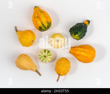 Selection of small decorative pumpkins on white background. Stock Photo