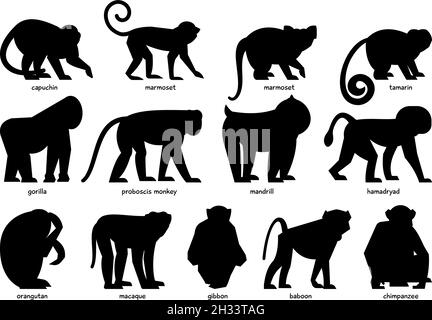 Big collection of black silhouettes of different Monkeys Stock Vector