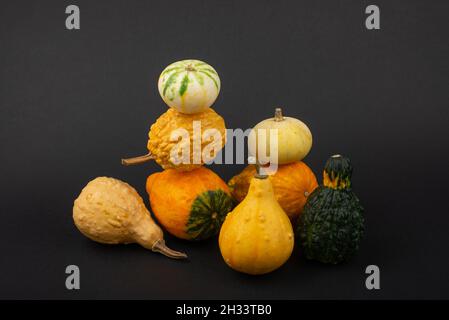 Selection of small decorative pumpkins on black background. Stock Photo