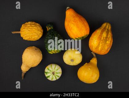 Selection of small decorative pumpkins on black background. Stock Photo