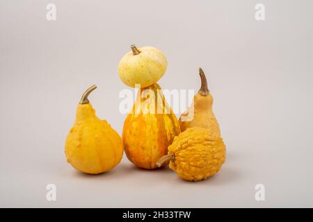 Selection of small decorative yellow pumpkins on beige background. Stock Photo