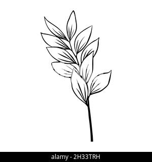 Outlines of Ruscus leaves. Vector isolated clipart. Minimal monochrome hand-drawn botanical design. Stock Vector