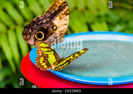 Siproeta Stelenes Butterfly (Malachite Butterfly), lepidopteron. Camouflaged green Stock Photo