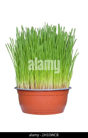 Christmas wheat isolated on white background Stock Photo