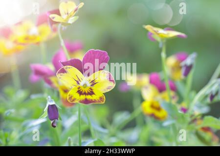 Closeup of small yellow and purple pansy flowers on green backdrop, spring background texture. Stock Photo