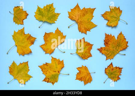 Minimal autumn composition background of colorful maple fallen leaves. Autumn concept. Stock Photo