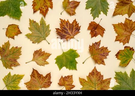 Minimal autumn composition background of colorful maple fallen leaves. Autumn concept. Stock Photo