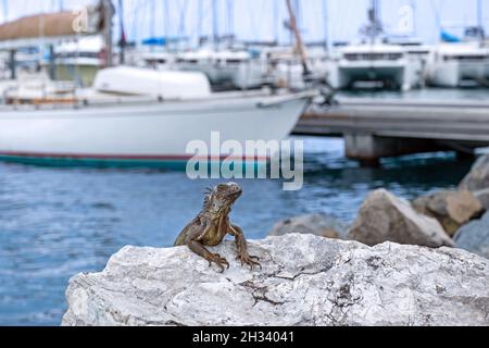 Common green iguana / American iguana at marina / port of Marigot, captital city of the French island part of Saint Martin in the Caribbean Sea Stock Photo