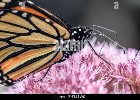 Macro closeup of a Monarch Butterfly (Danaus plexippus) feeding through its proboscis on Joe Pye-weed (Eutrochium purpureum). Copy space. Stock Photo